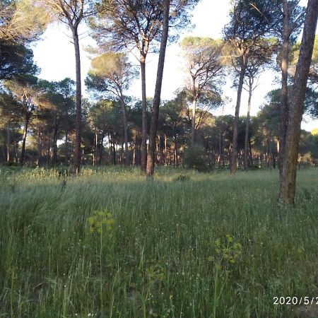 Hinojos Casa Rural Los Pinos المظهر الخارجي الصورة