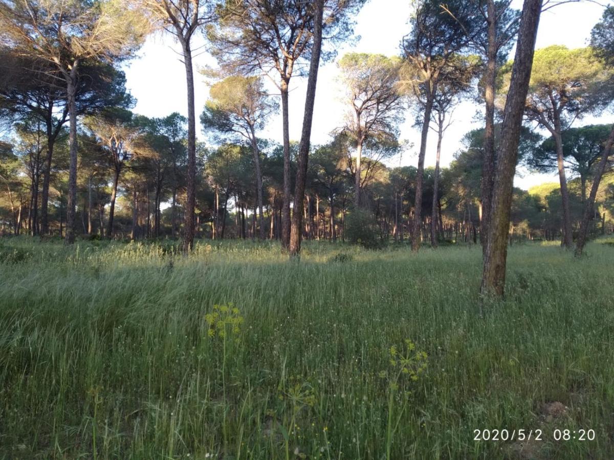 Hinojos Casa Rural Los Pinos المظهر الخارجي الصورة